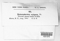 Scleroderma citrinum image